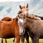 Wat houdt het in om een eigen paard of pony te hebben?